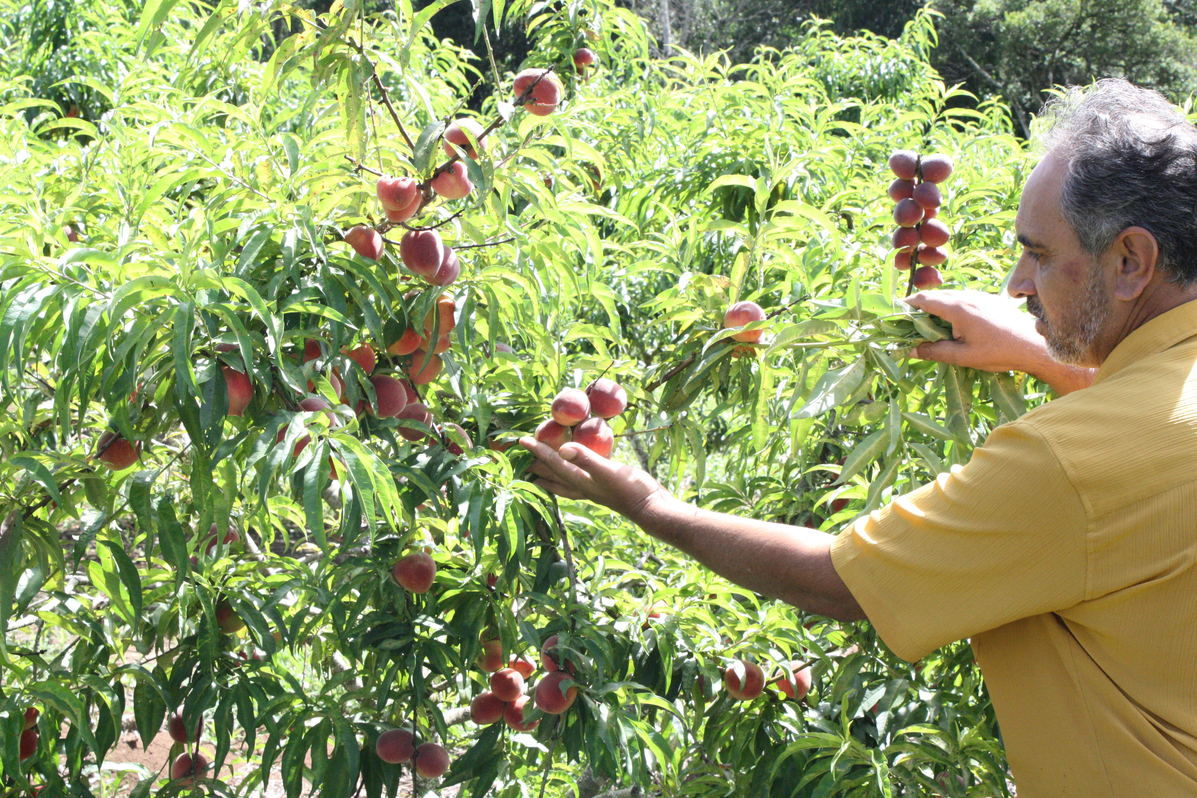 Inoperância de Central de Congelamento de frutas preocupa vereador